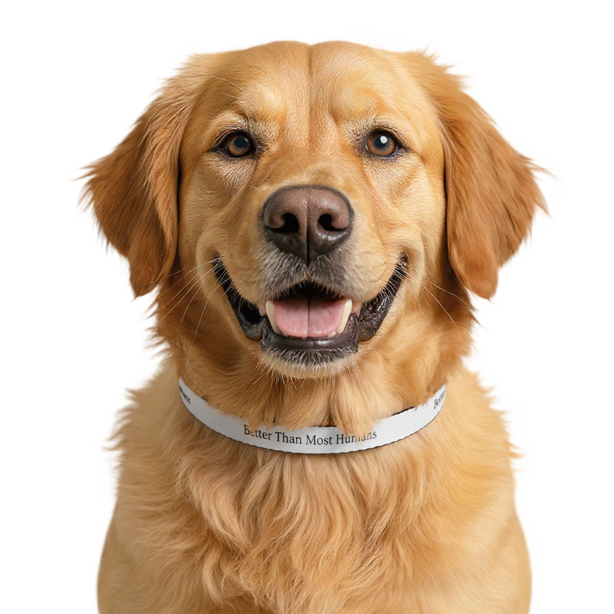 Dog Collar